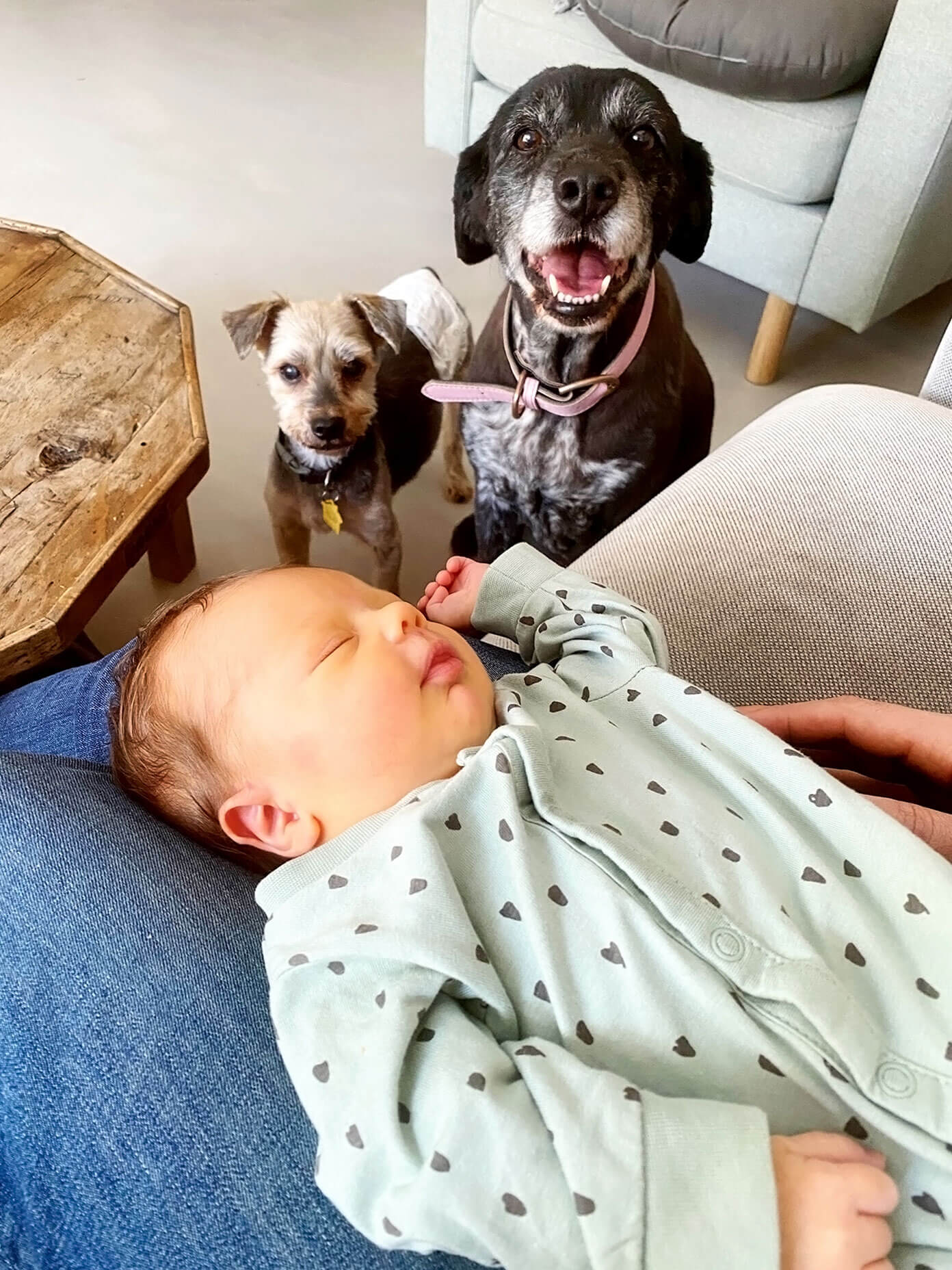 Teo Meeting The Pups
