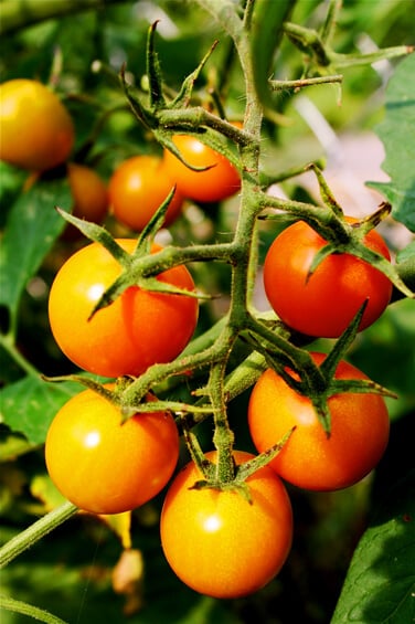 garden-yellow-cherry-tomatoes