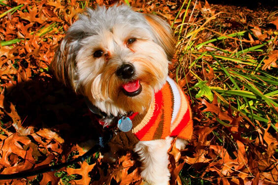 henry-rockin-the-fall-sweater