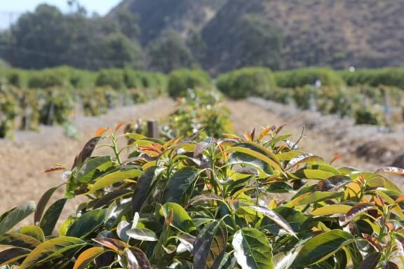 California Avocado | gimmesomeoven.com