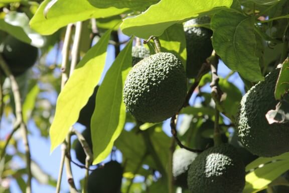 California Avocados | gimmesomeoven.com