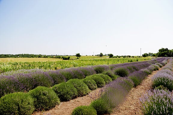 Lavender Farm 3