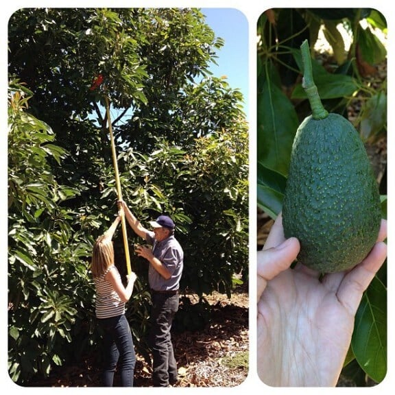 California Avocados | gimmesomeoven.com