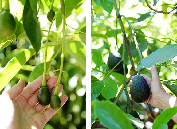 California Avocados | gimmesomeoven.com