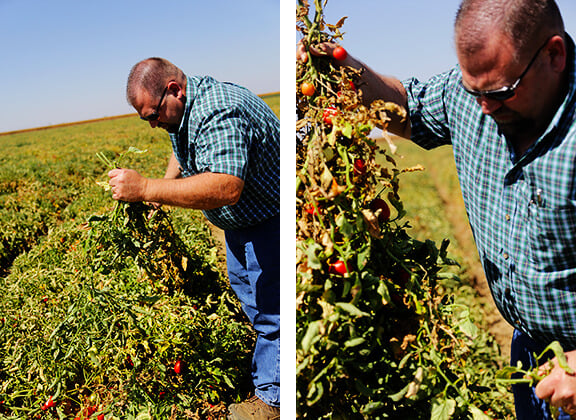 Del Monte Harvest Tour | gimmesomeoven.com