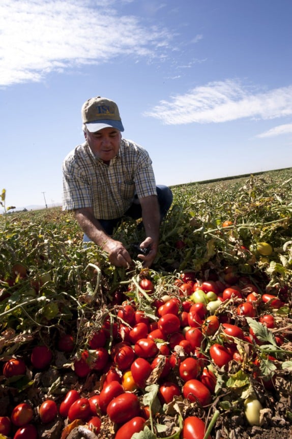 Del Monte Harvest Tour | gimmesomeoven.com