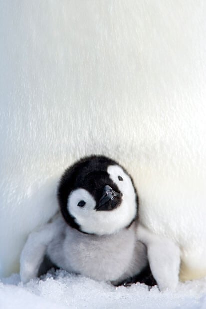 Penguin Chick | Telegraph