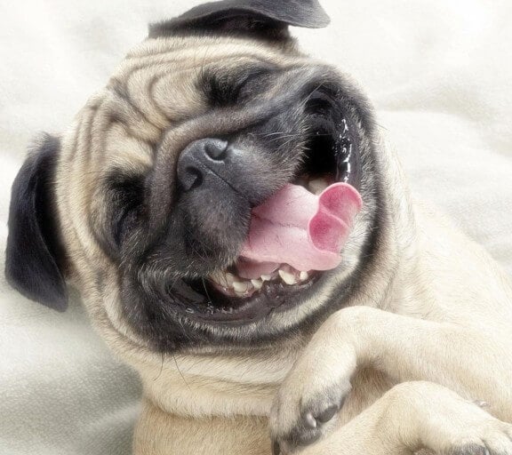 Pug Smile | babtomorroi