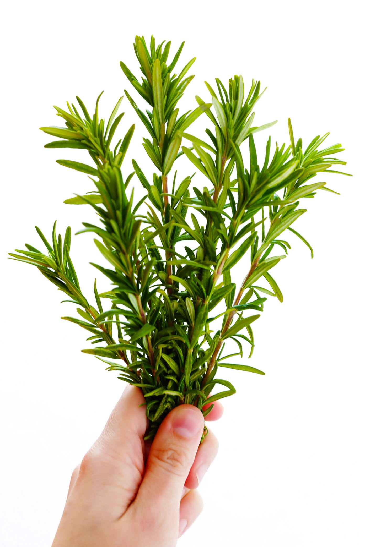 Fresh Rosemary for Focaccia Bread