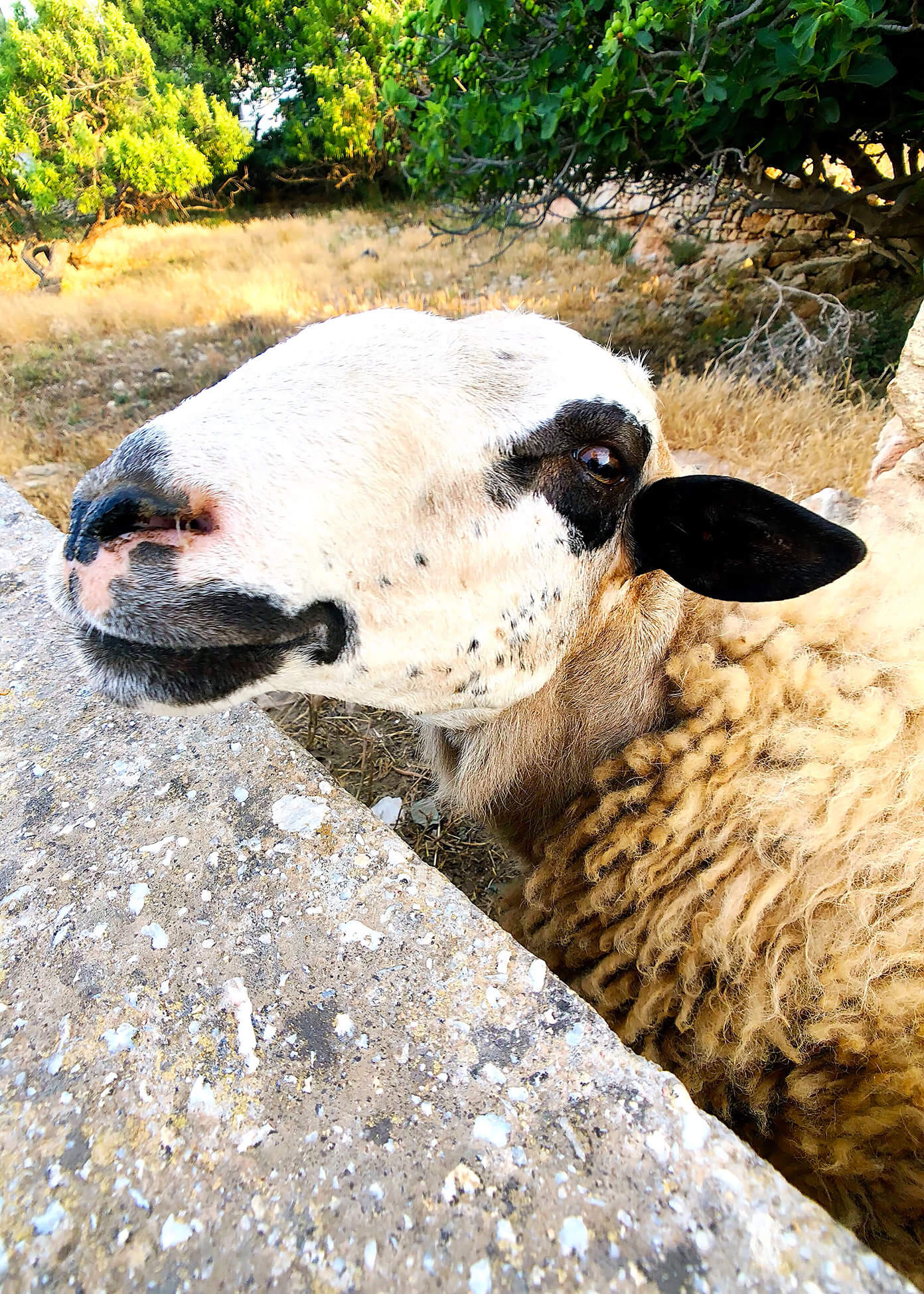 Sheep in Folegandros, Greece