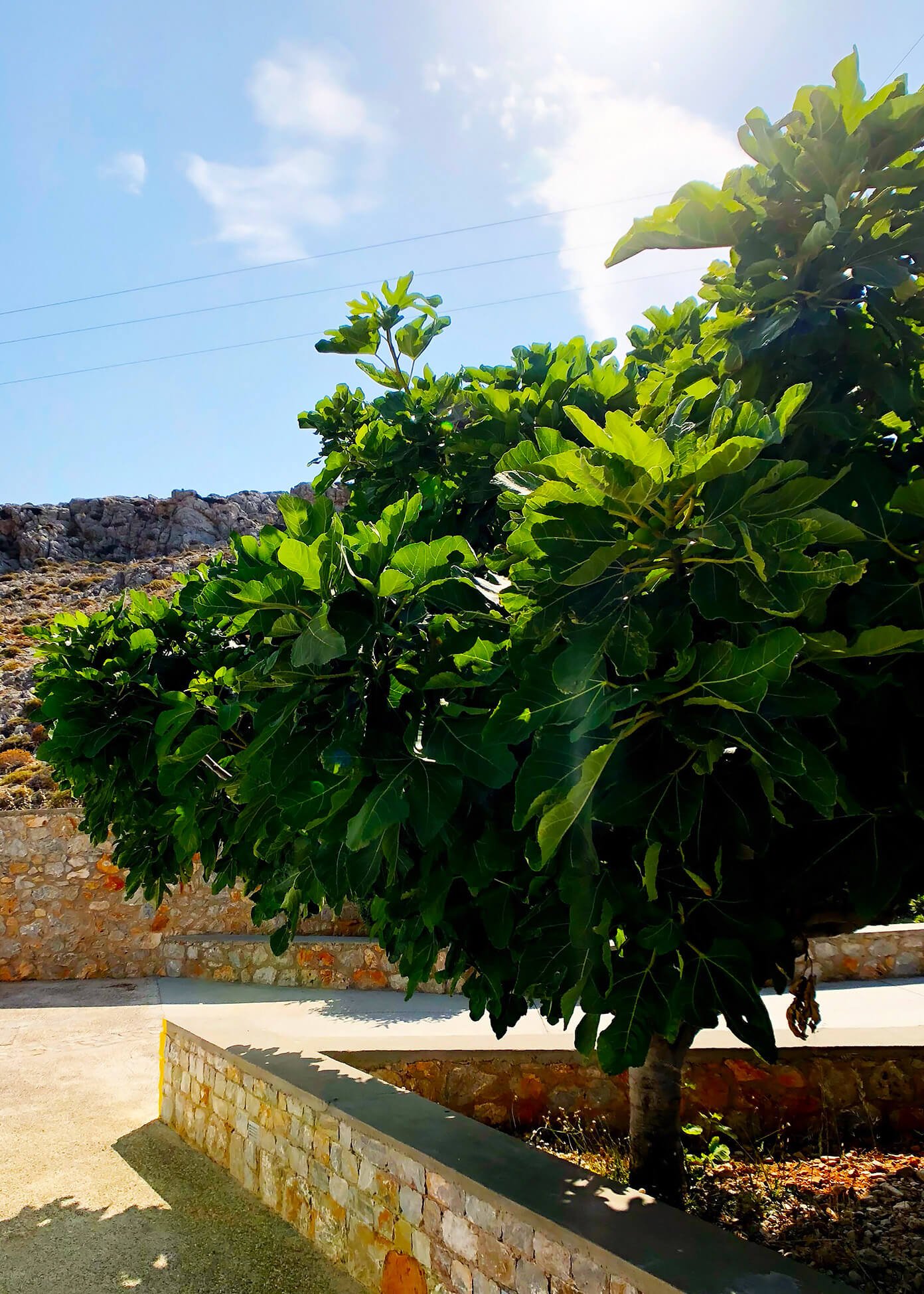 Fig Tree at Anemi Hotel in Folegandros, Greece