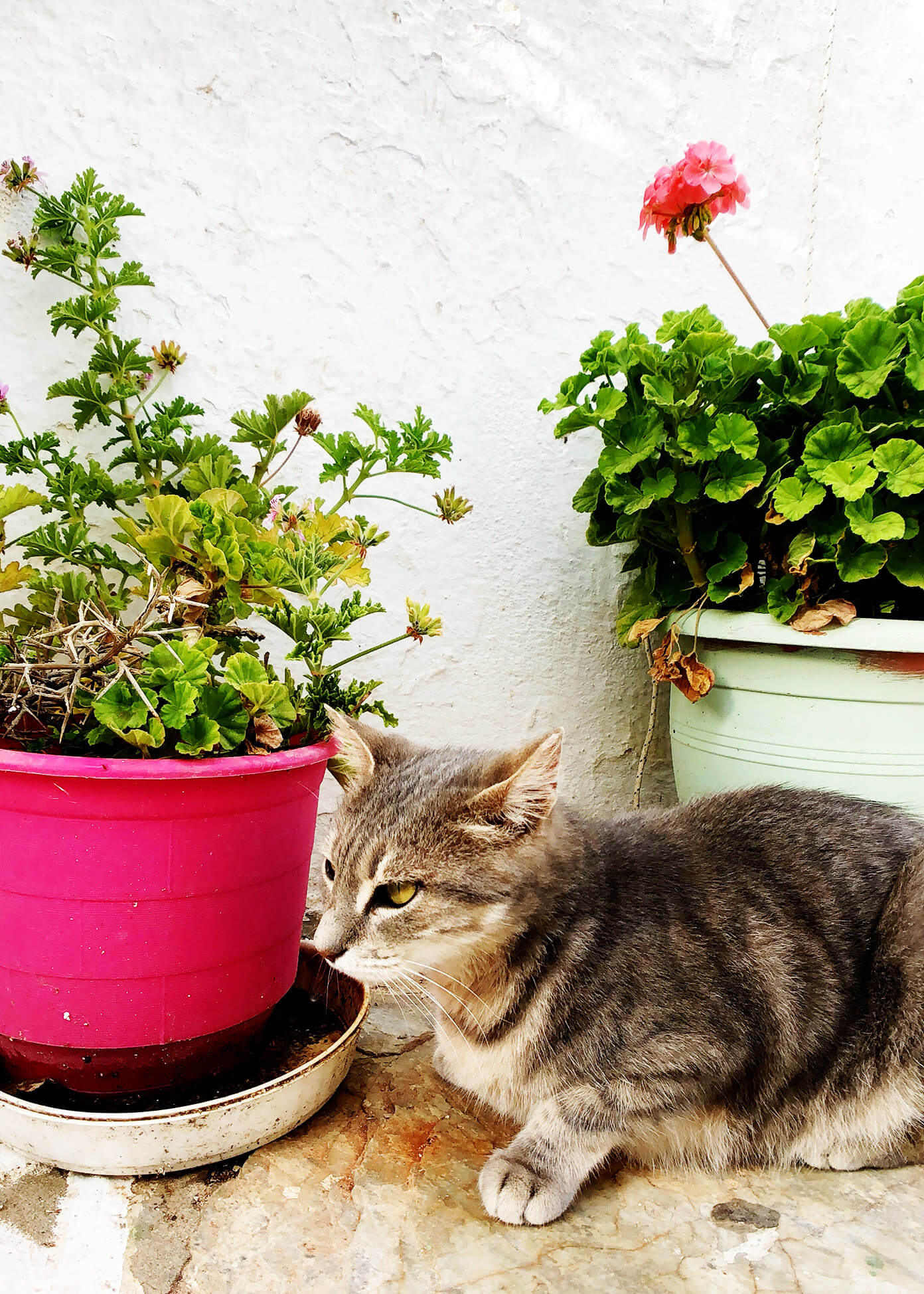 Cats in Folegandros, Greece