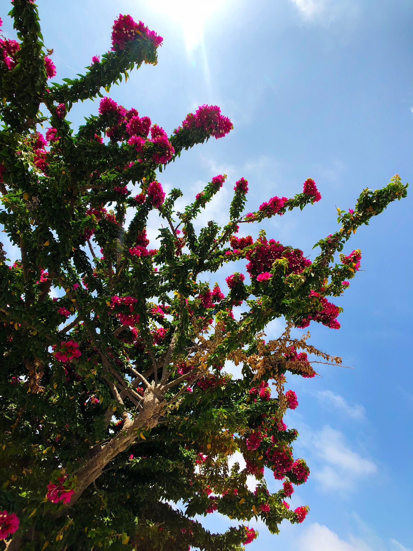 Flowers and Blue Skies in Santorini Greece