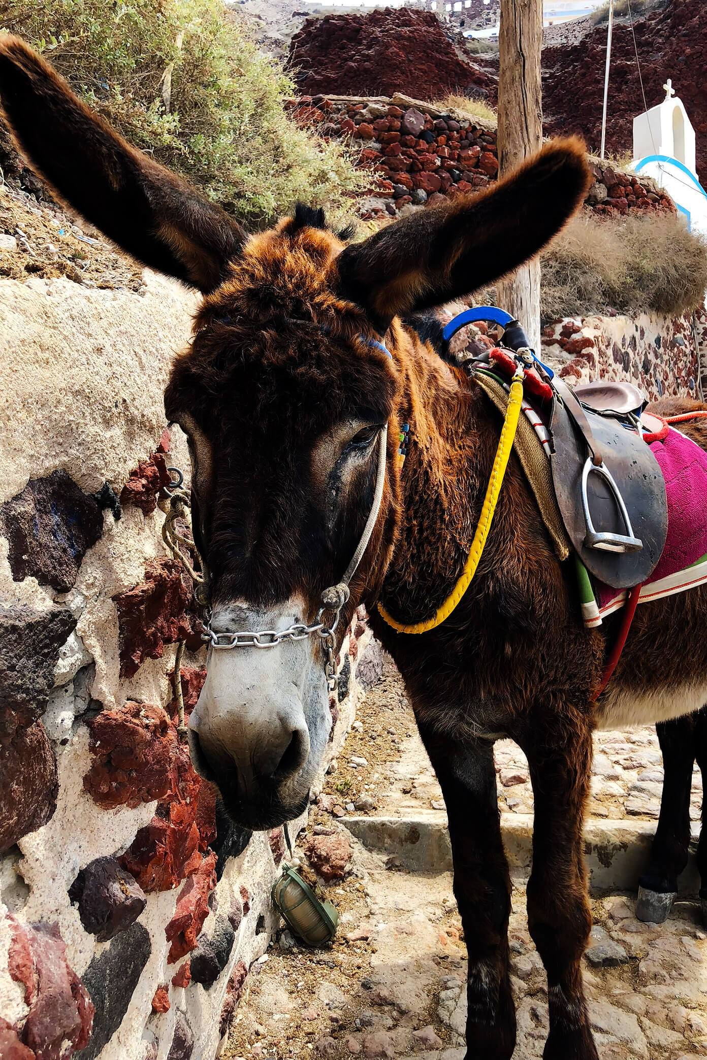 Donkeys in Oia Santorini Greece