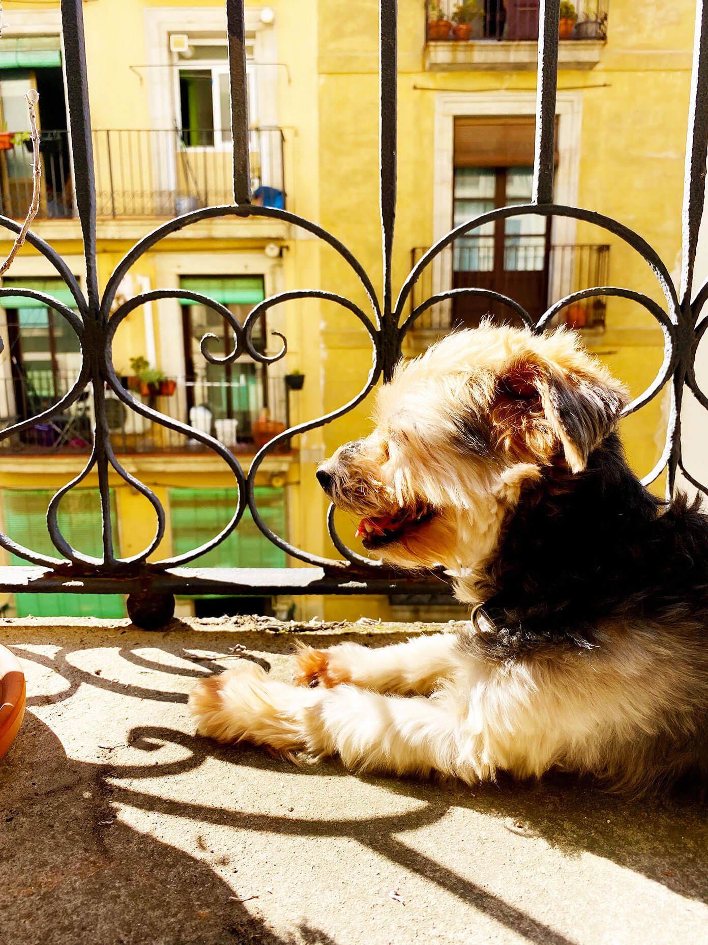 Henry Sunbathing On The Balcony