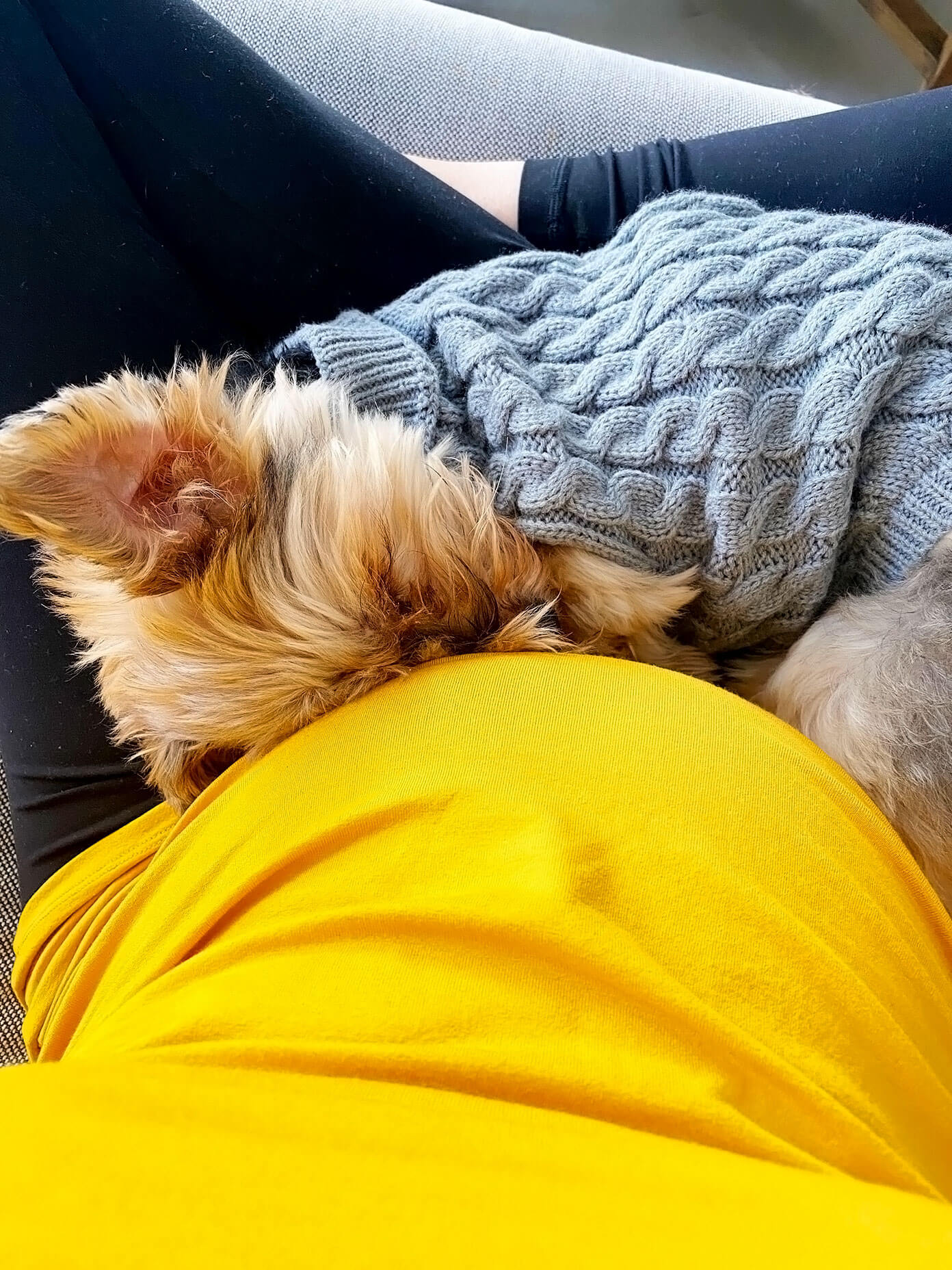 Dog and baby bump snuggles