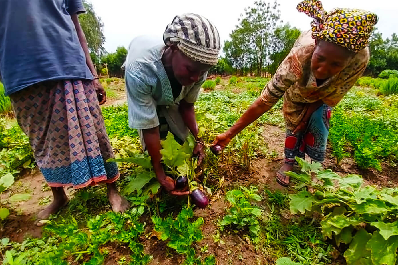 As senhoras fazendo jardinagem com o The Wash Project