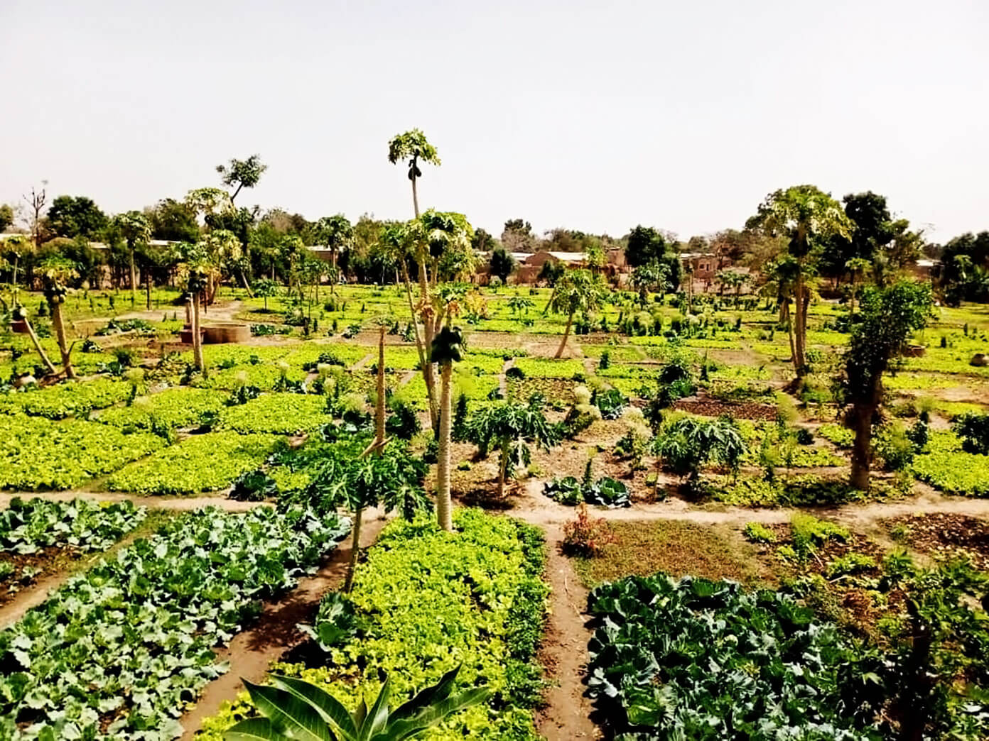 O Projeto Wash Jardim Benkadi em Mali