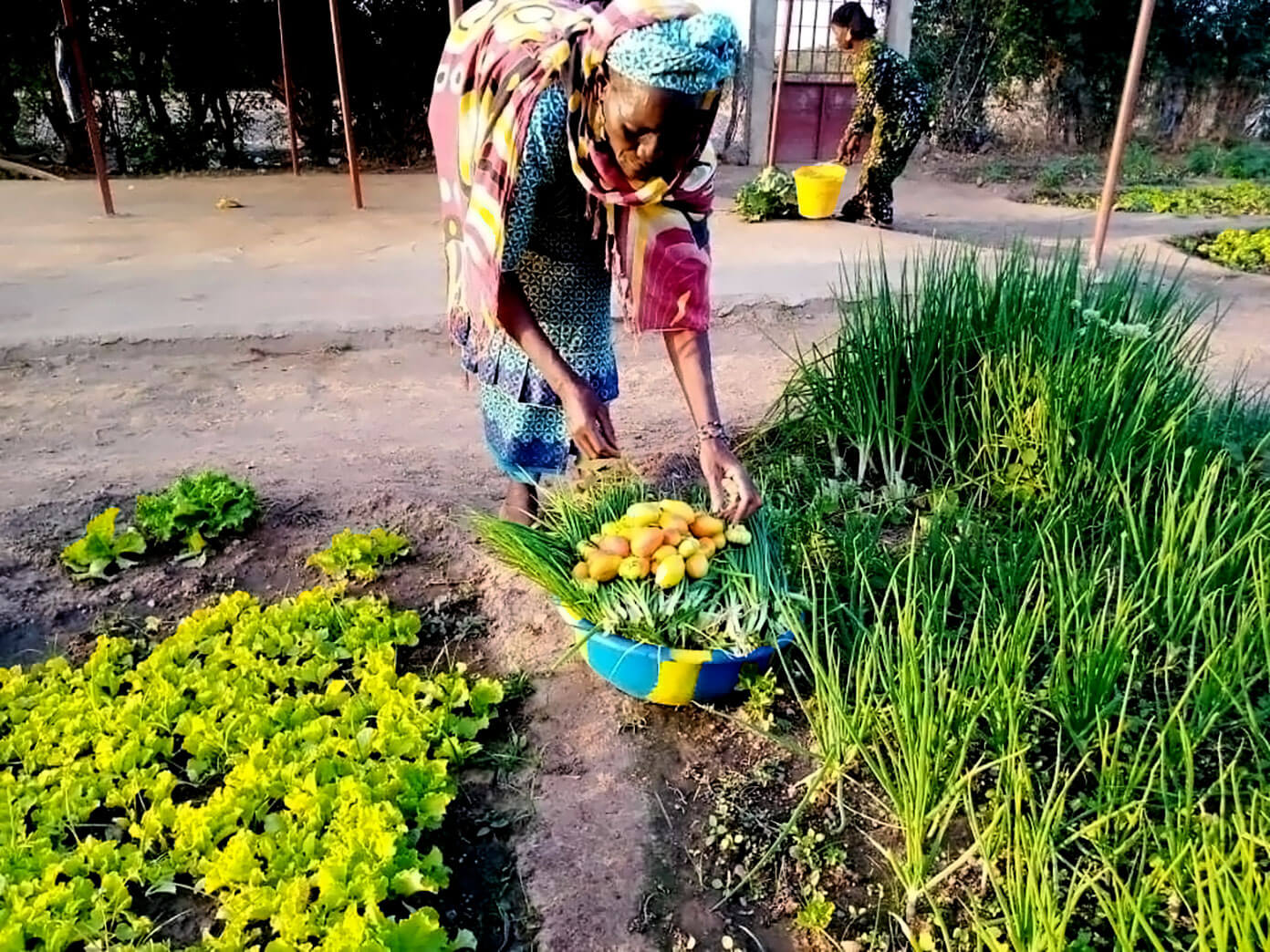 Colheita da horta comunitária do The Wash Project