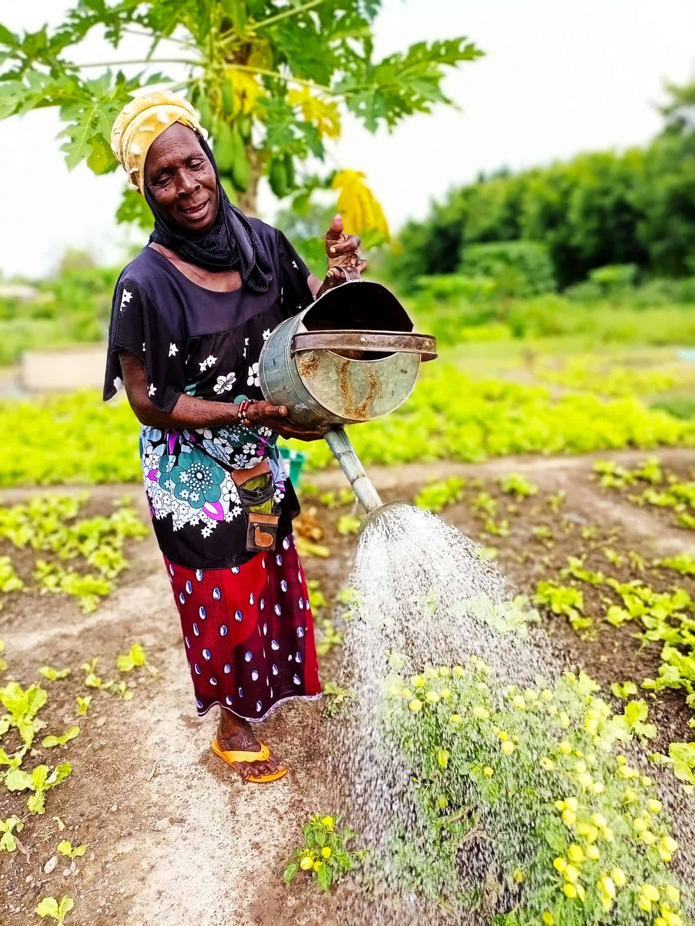 Watering crops in Benkadi Garden with The Wash Project