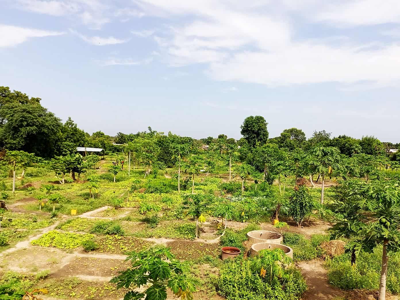 Benkadi Garden in Mali with The Wash Project