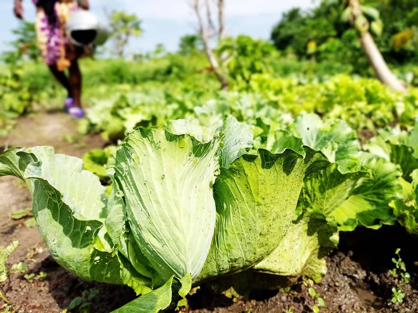 Lettuce in Benkadi Garden