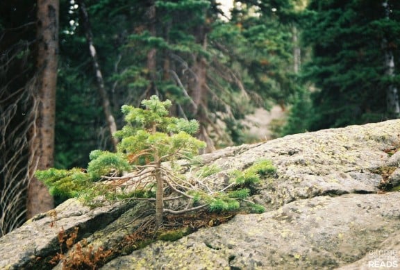 out of the rock, a tree | Estes Park, CO 2008