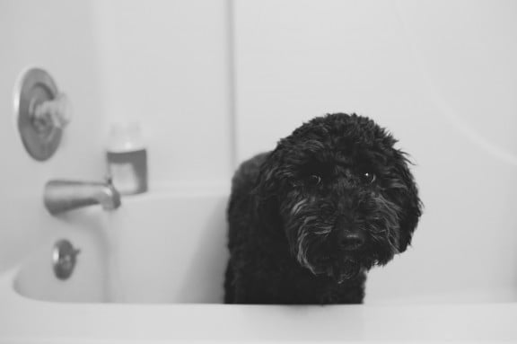 DIY Natural Dog Shampoo | www.gimmesomestyleblog.com 