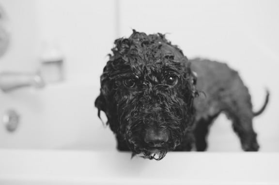 DIY Natural Dog Shampoo | www.gimmesomestyleblog.com 