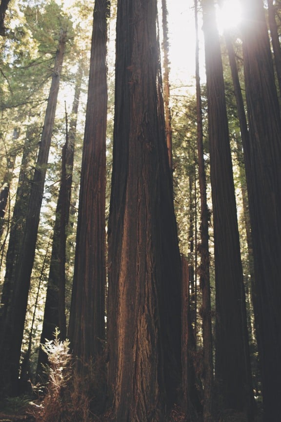 Redwood Forest | www.gimmesomestyleblog.com