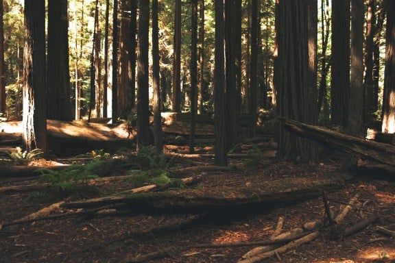 Redwood Forest | www.gimmesomestyleblog.com